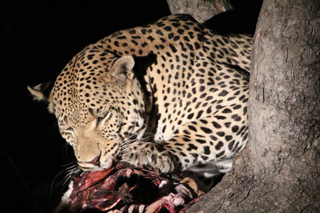 Leopard Eating